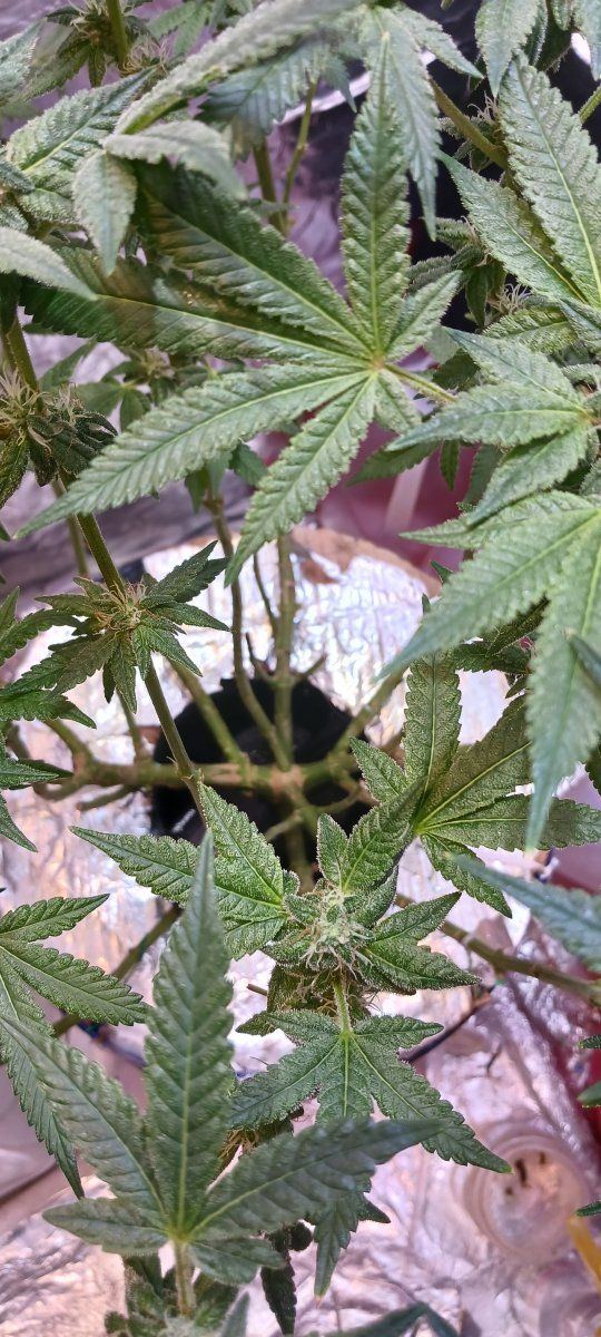 First time grower  week 4 flower 7