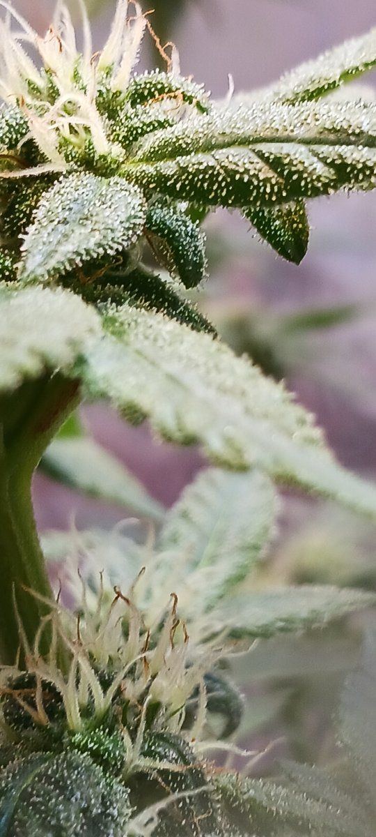 First time grower  week 4 flower 8