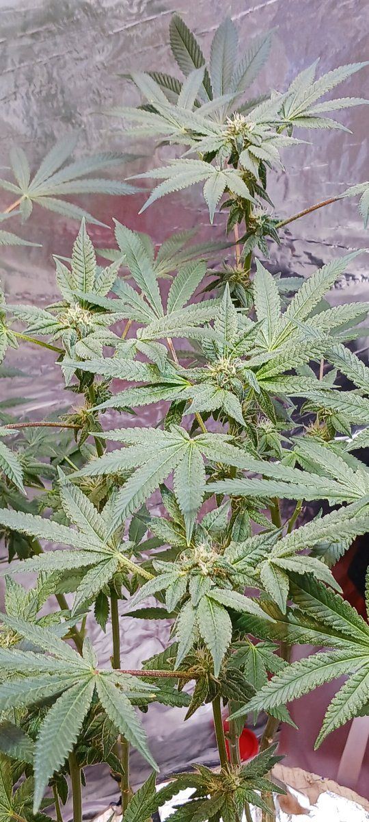 First time grower  week 4 flower