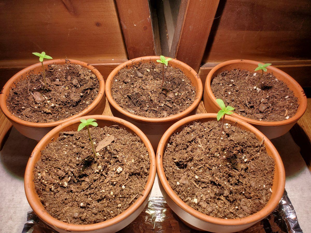 First time grower what you guys think
