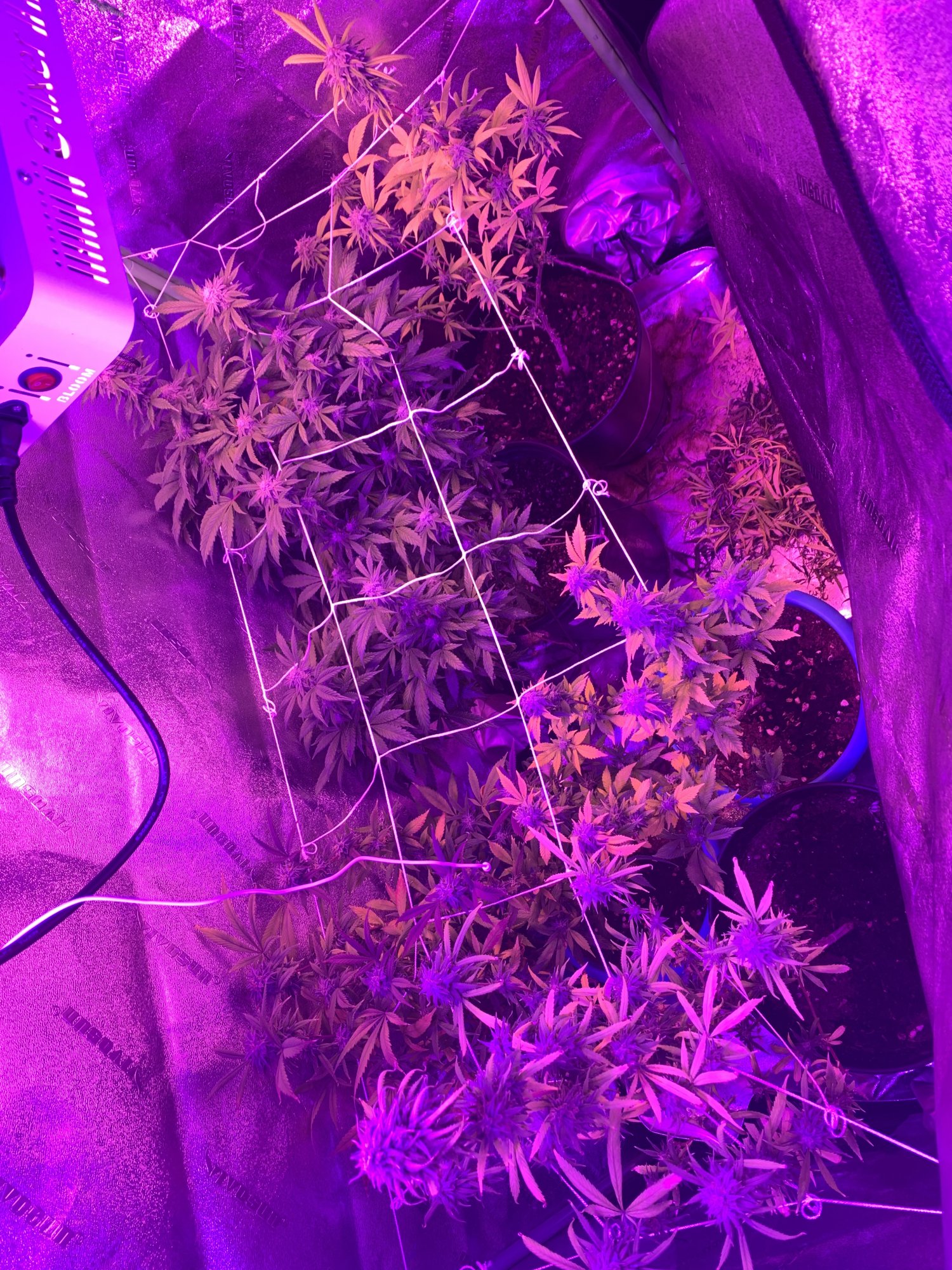 First time grower when are they ready 11