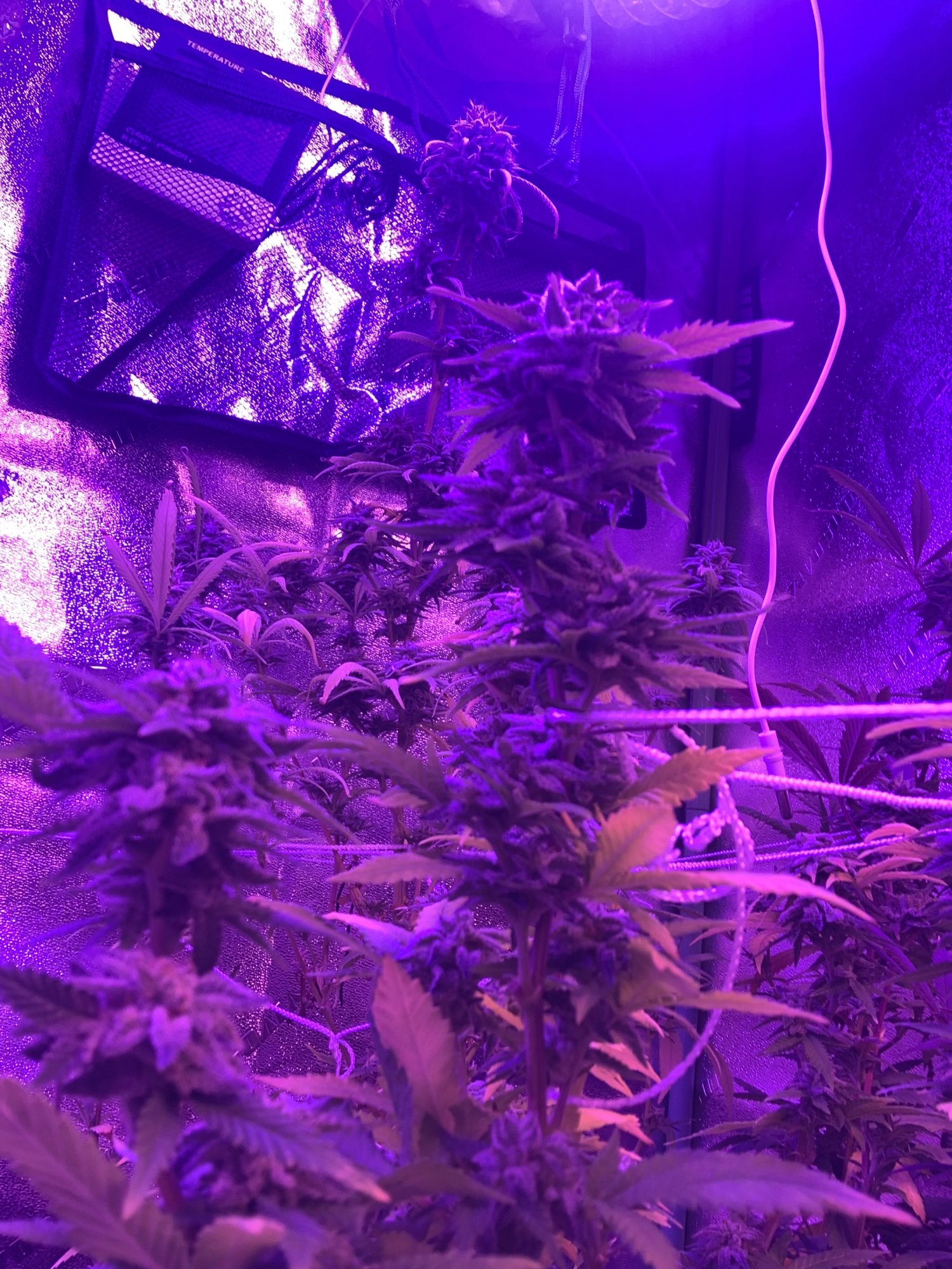 First time grower when are they ready 12
