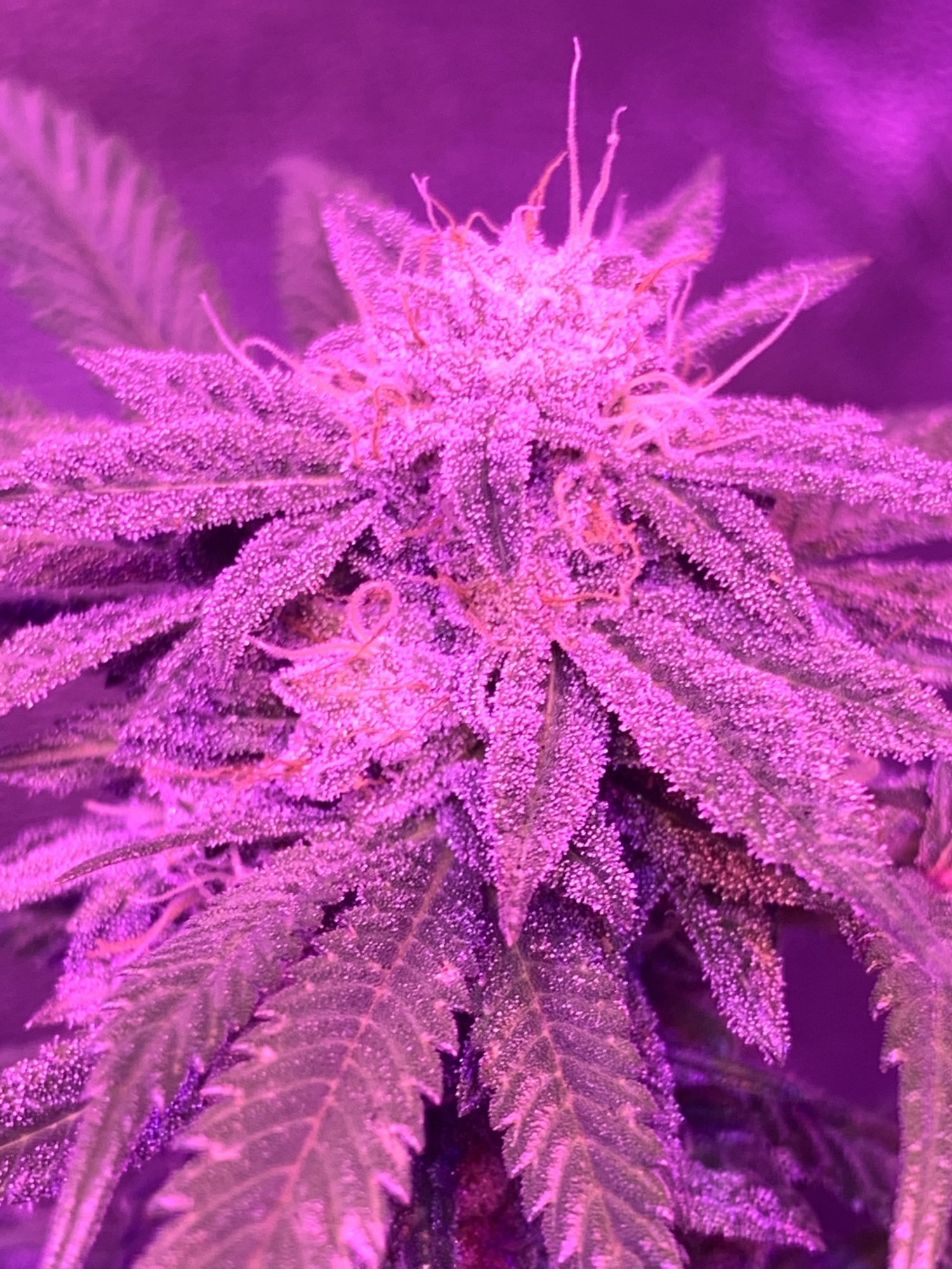 First time grower when are they ready 5