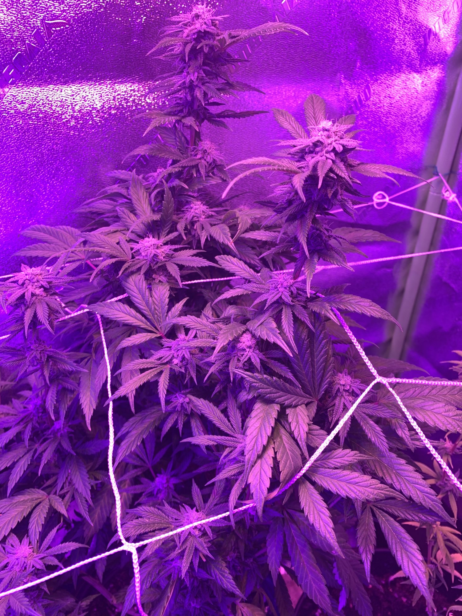 First time grower when are they ready 8