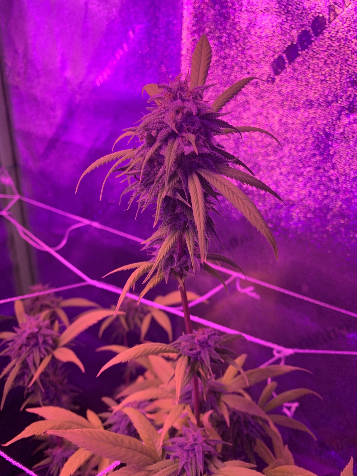 First time grower when are they ready 9