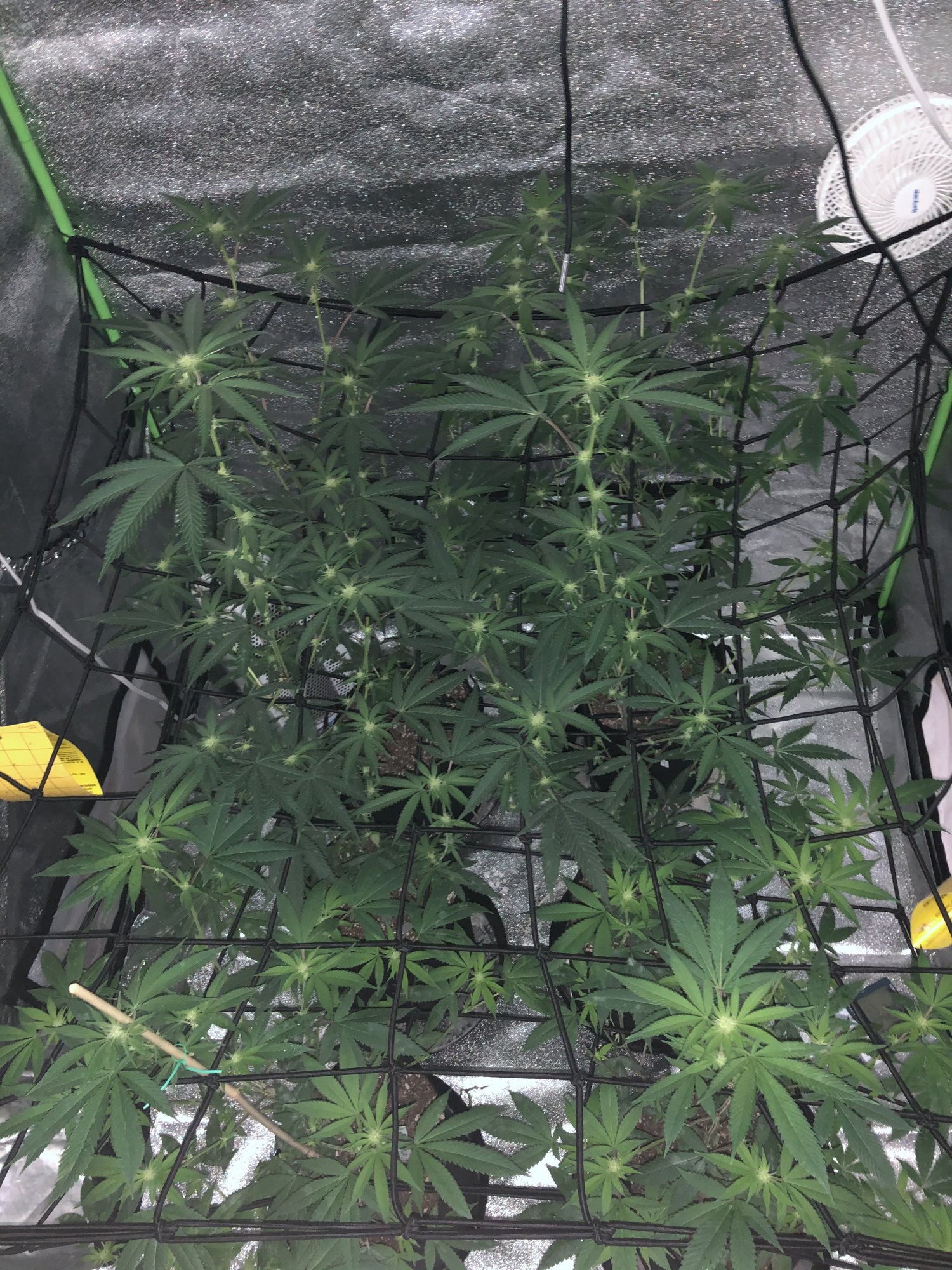 First time grower with a problem maybe powdery mildew or maybe aphids need help 2