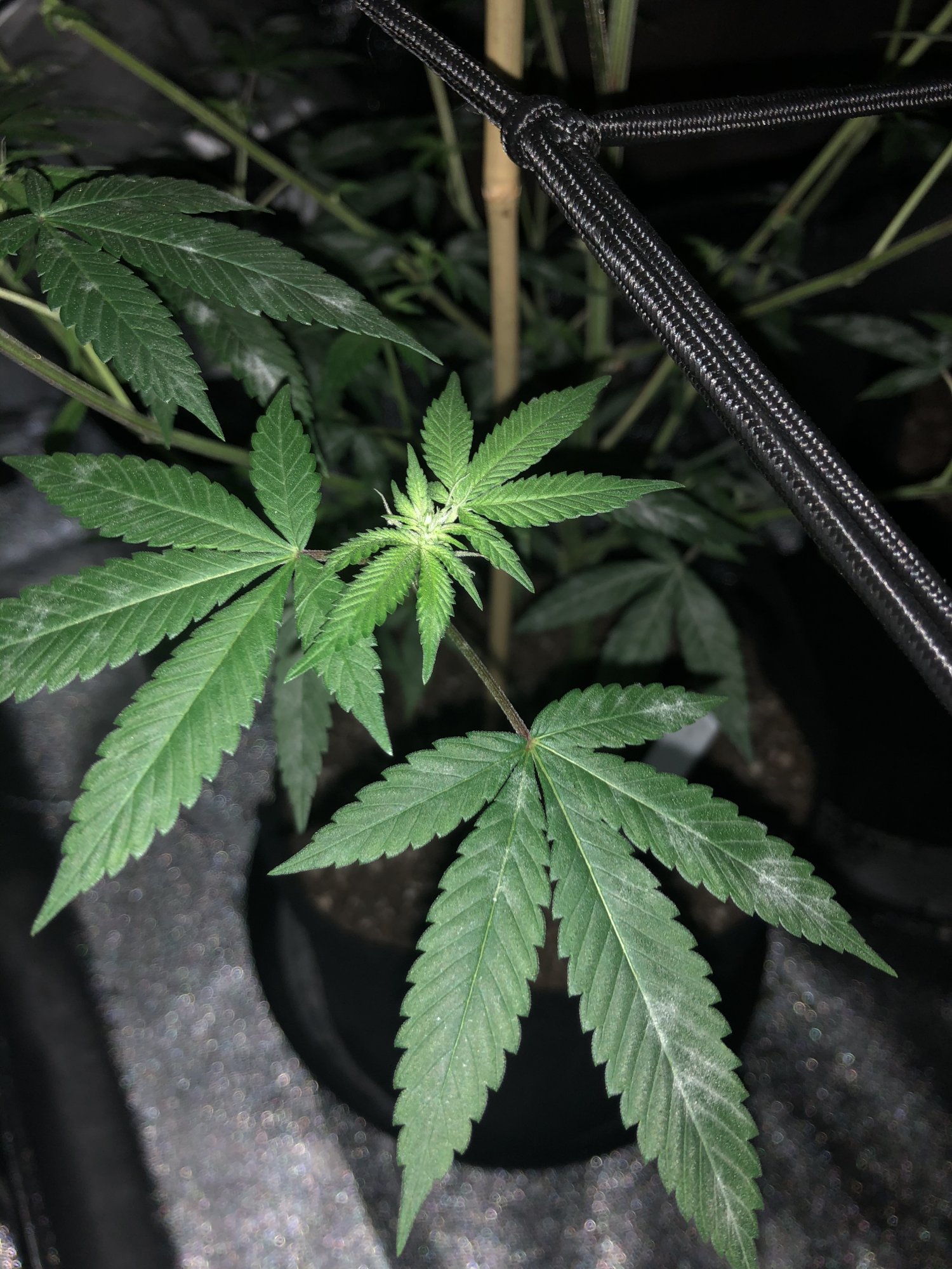 First time grower with a problem maybe powdery mildew or maybe aphids need help 3