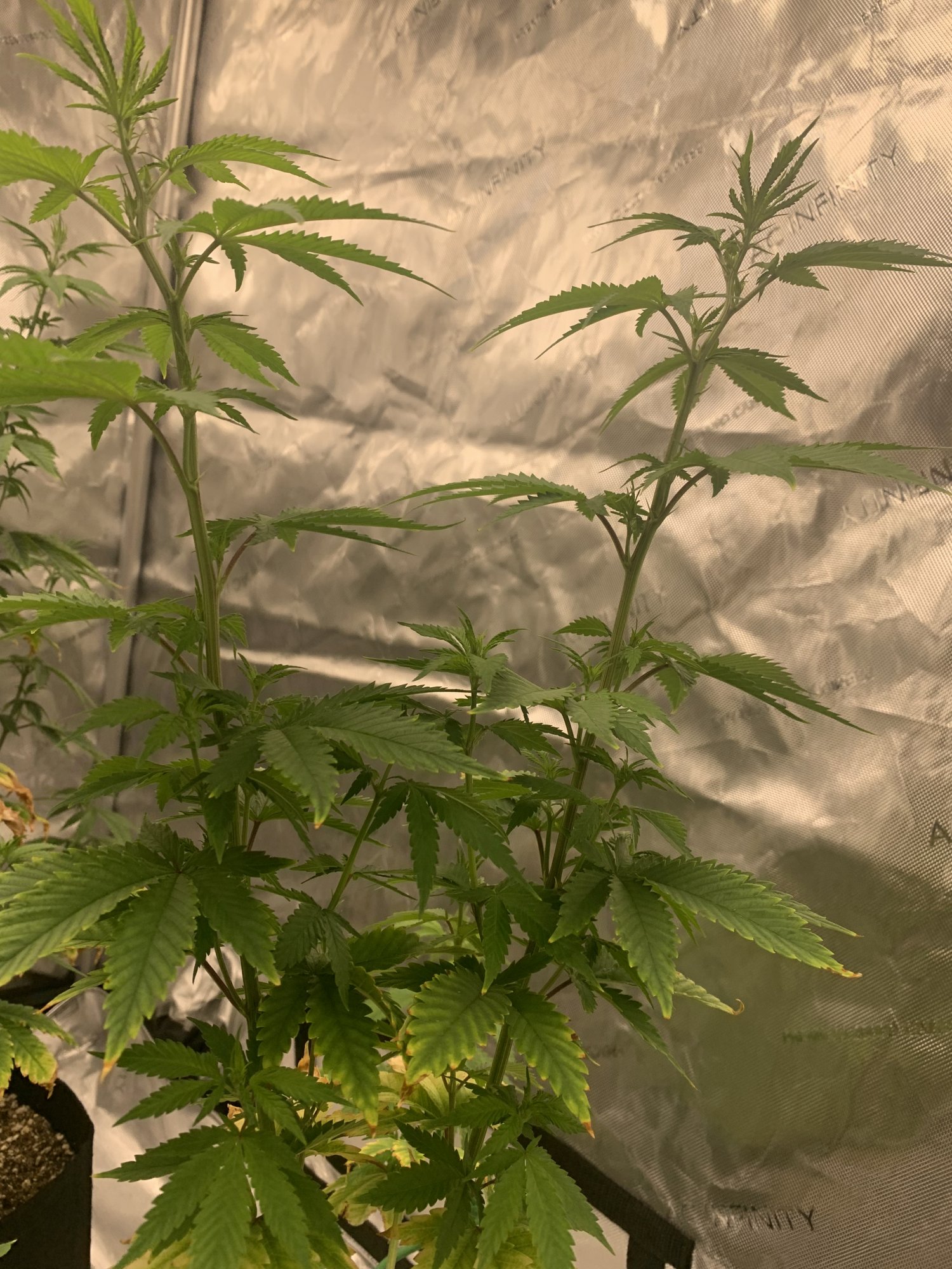 First time grower with a question