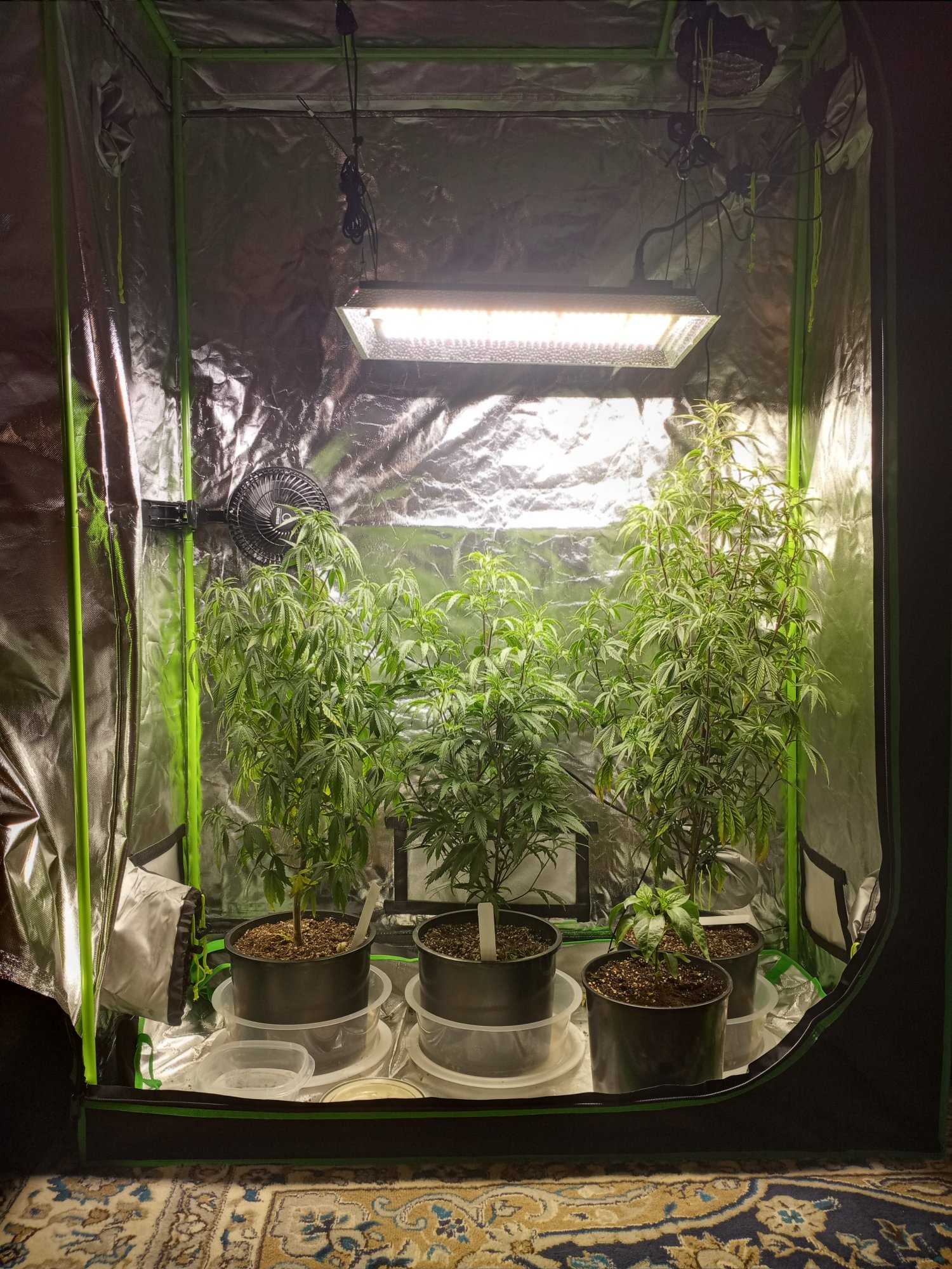First time grower with many questions 2