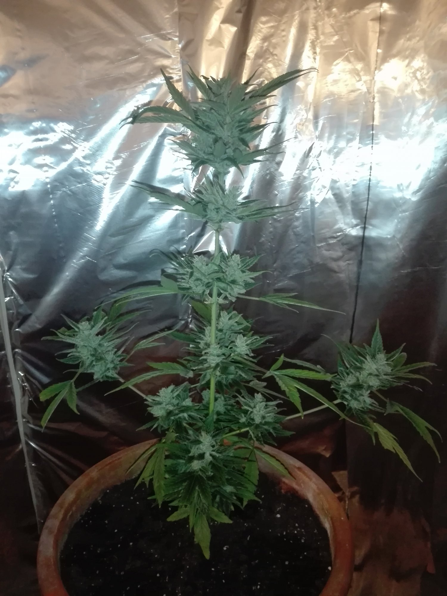 First time grower wondering about my plant