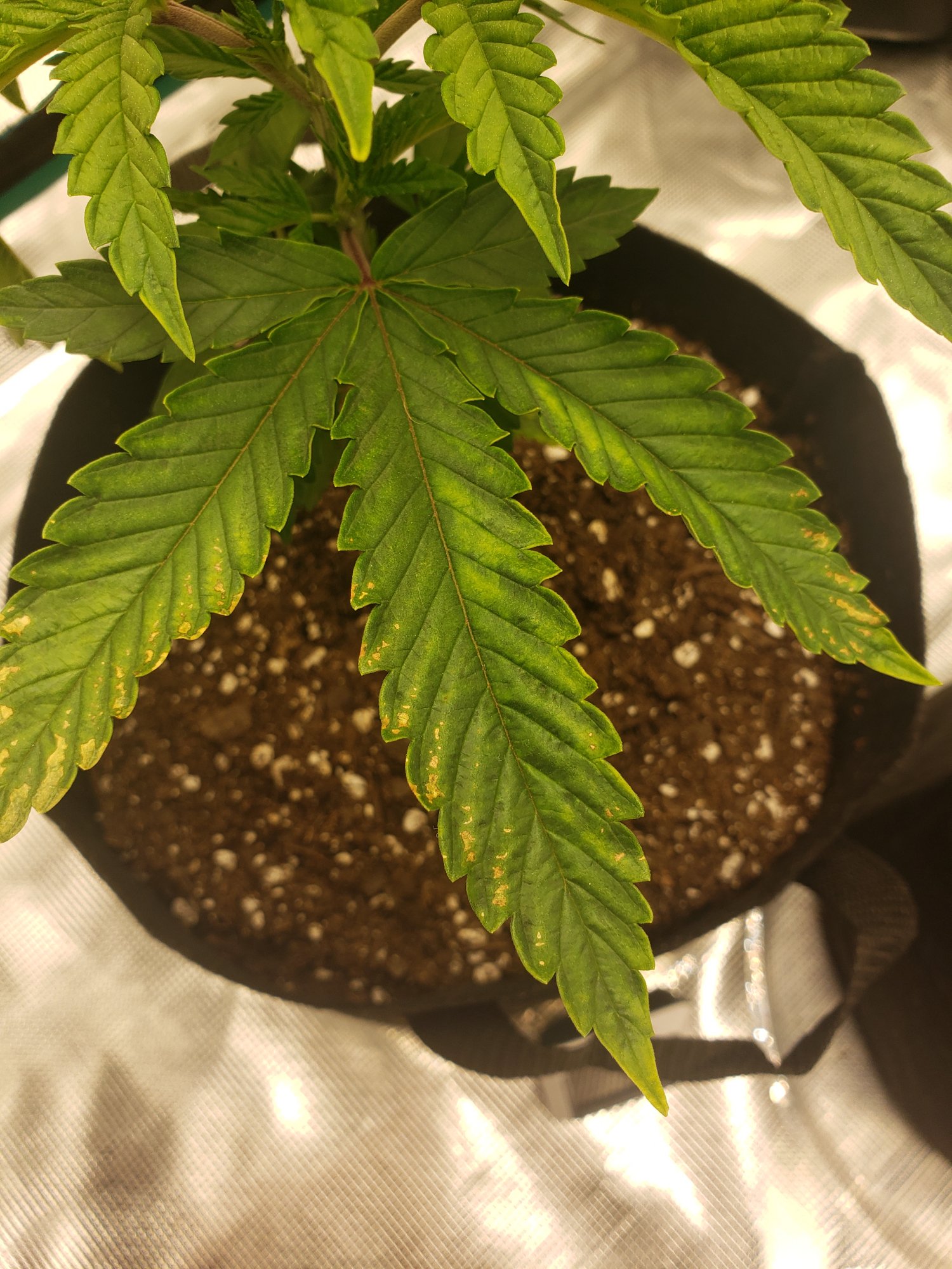 First time grower yellow spot turned browned 2