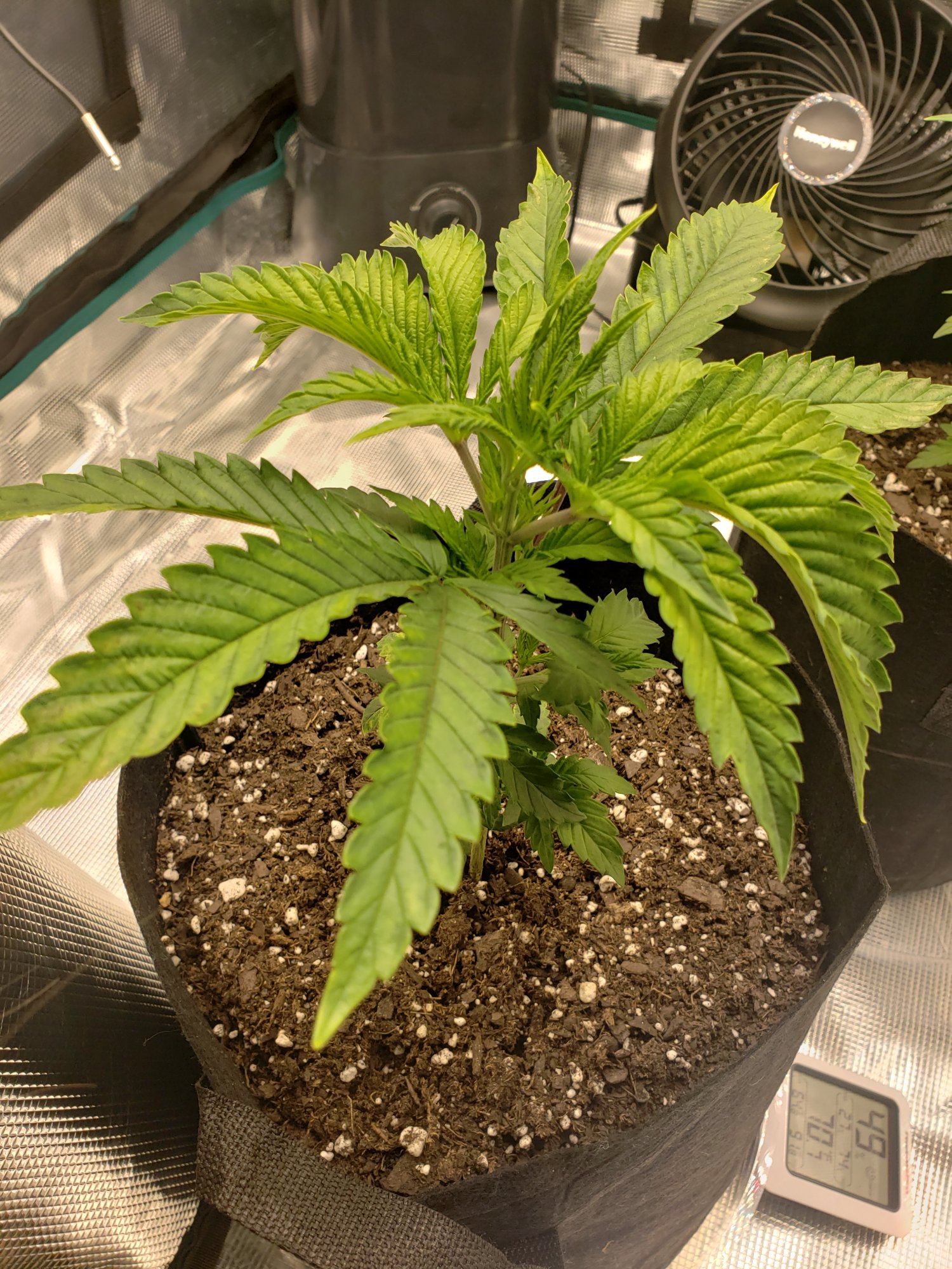 First time grower yellow spot turned browned 4