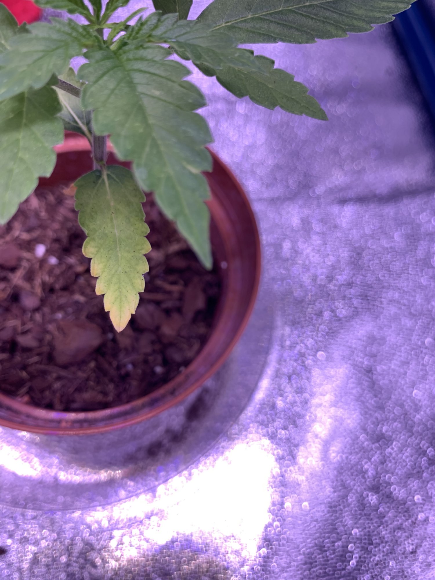 First time grower yellowing leaves 2