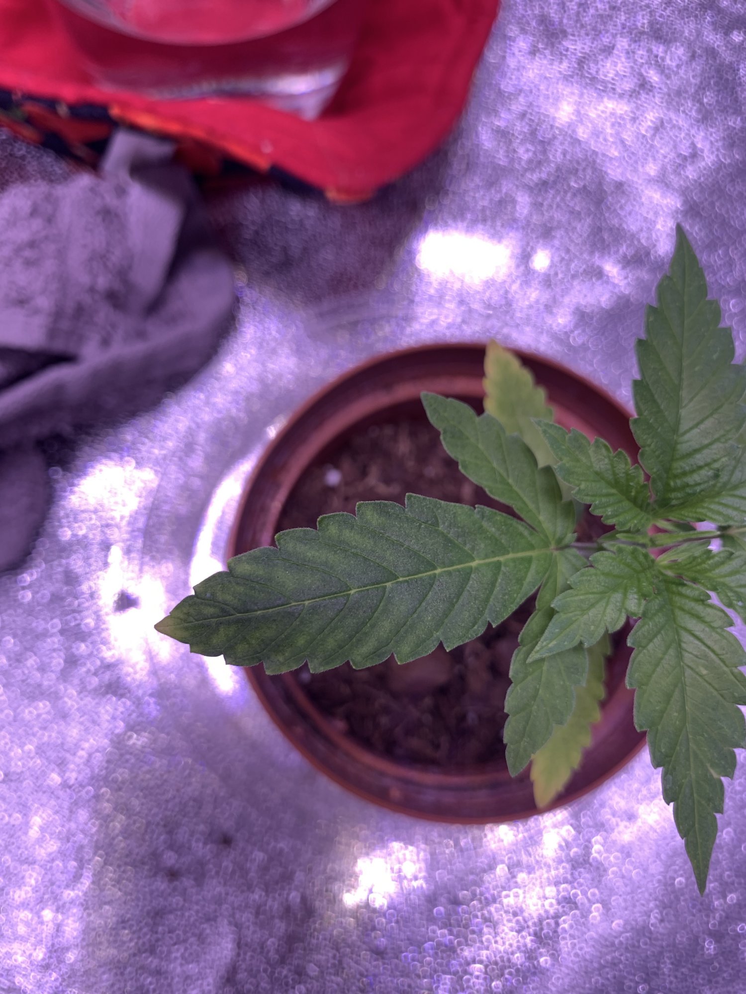 First time grower yellowing leaves 3