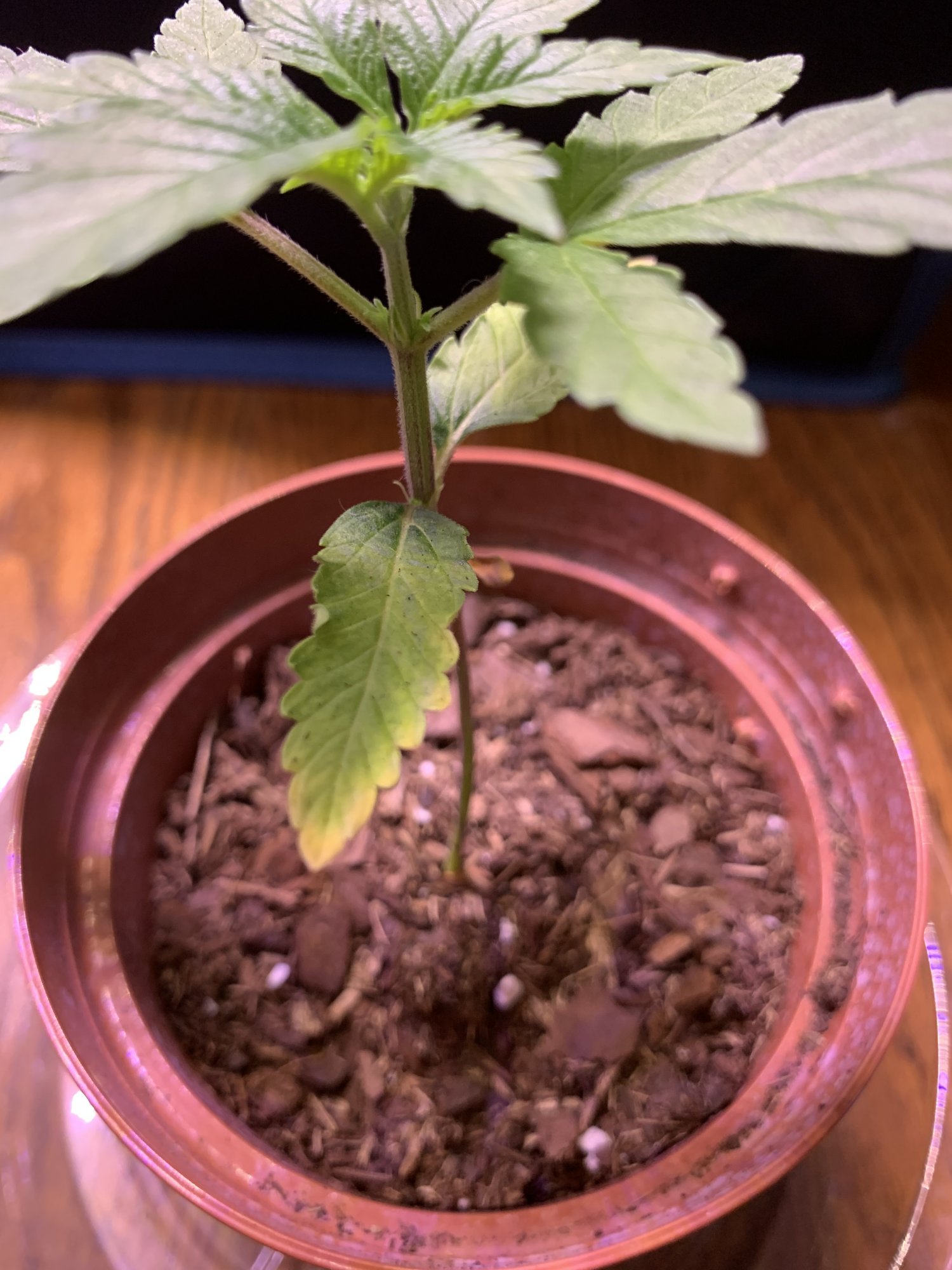 First time grower yellowing leaves 5