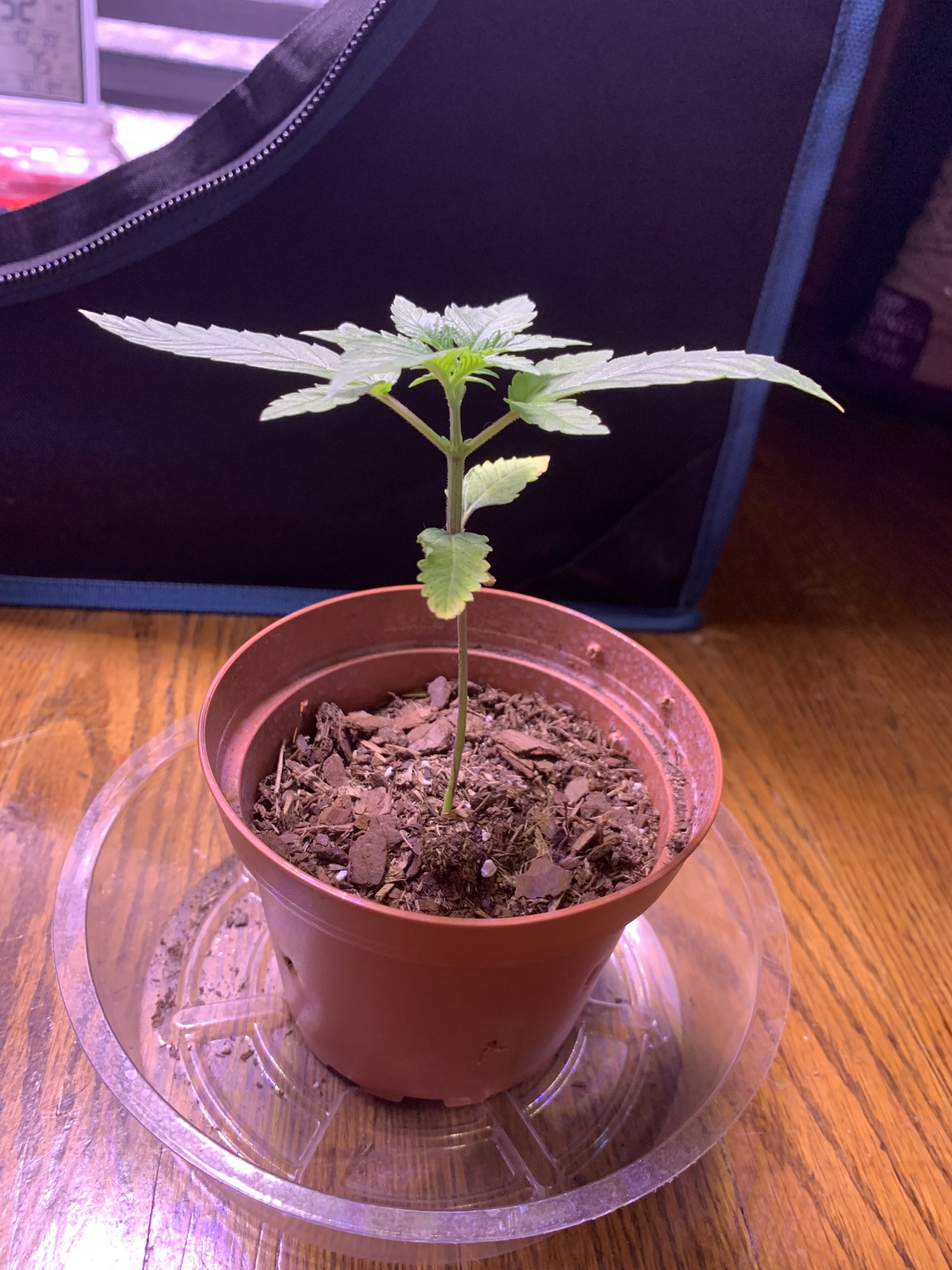First time grower yellowing leaves 6