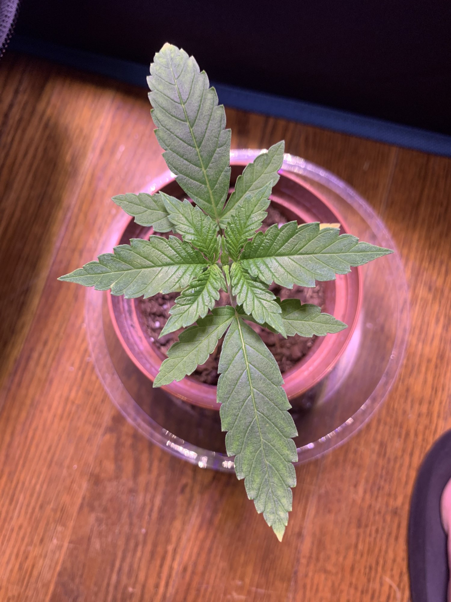 First time grower yellowing leaves 7