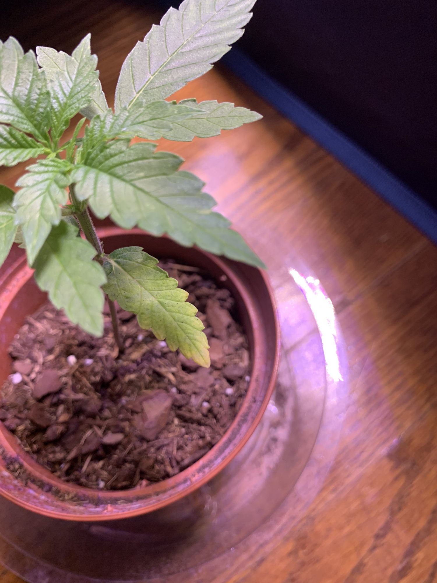First time grower yellowing leaves 8