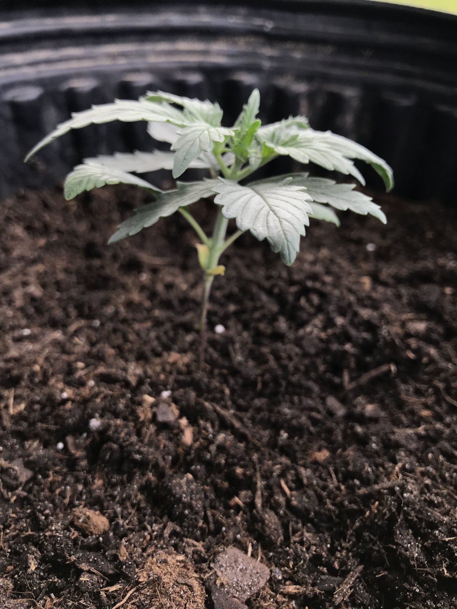First time growing 2