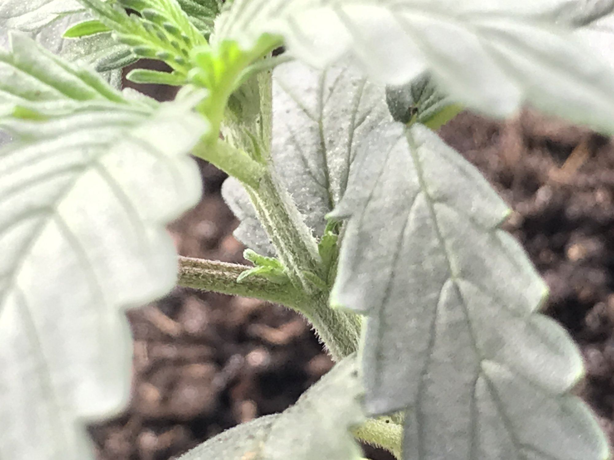 First time growing 3