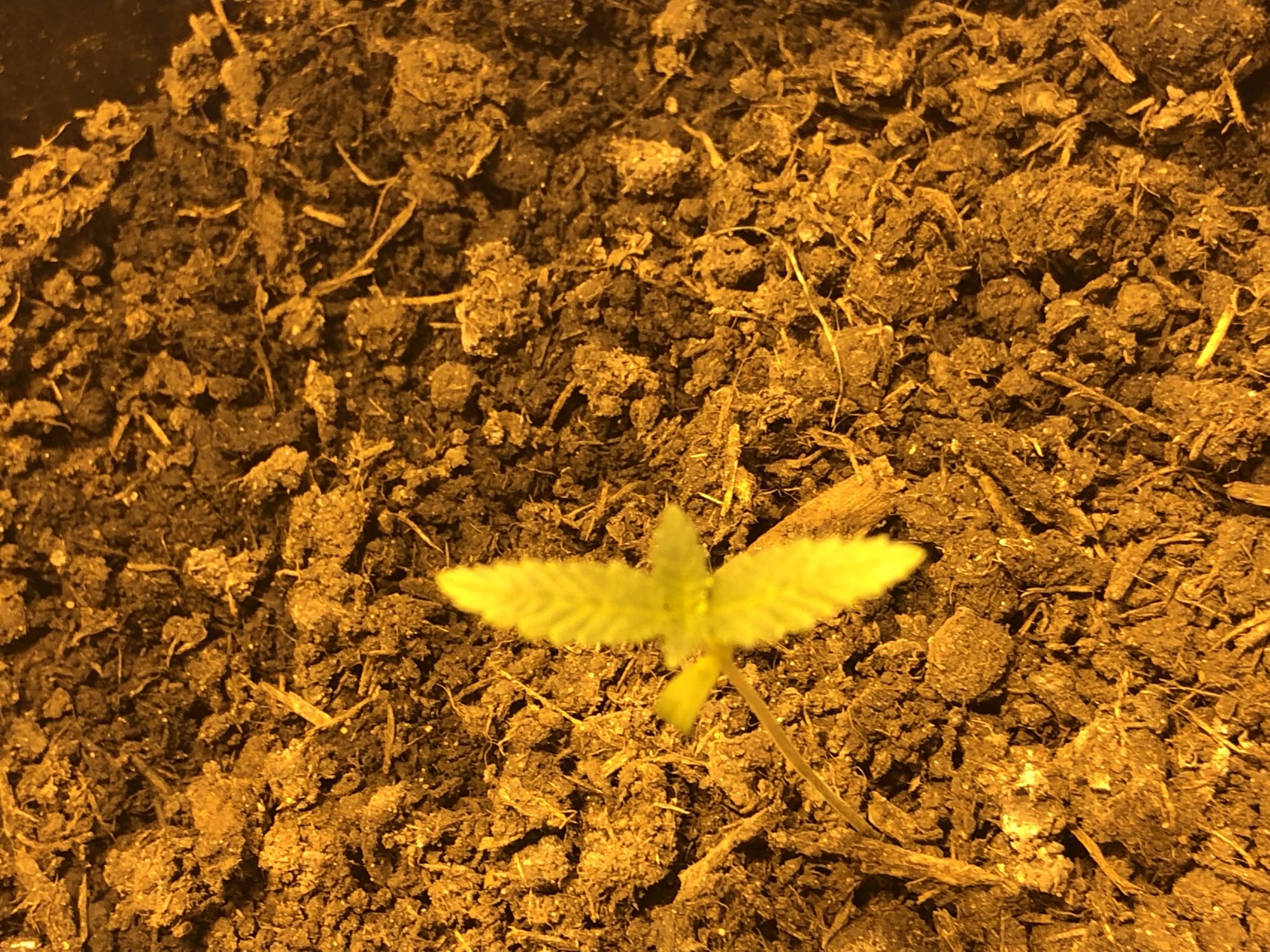 First time growing any hints or tips available 2