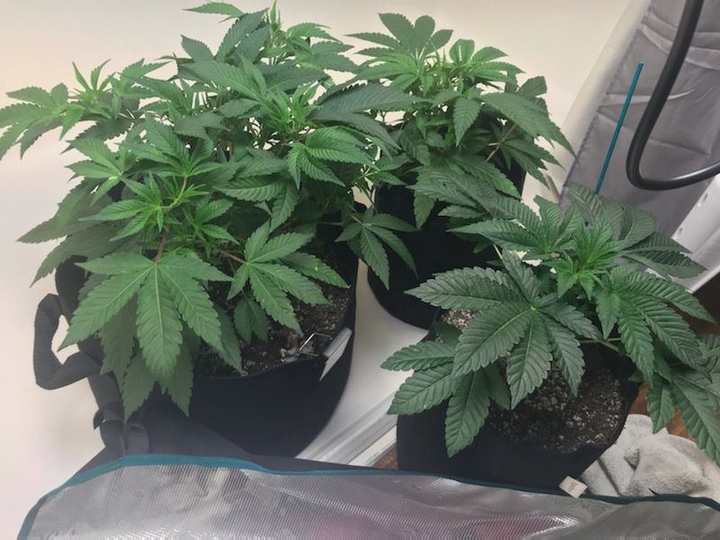 First time growing cannabis questions 2
