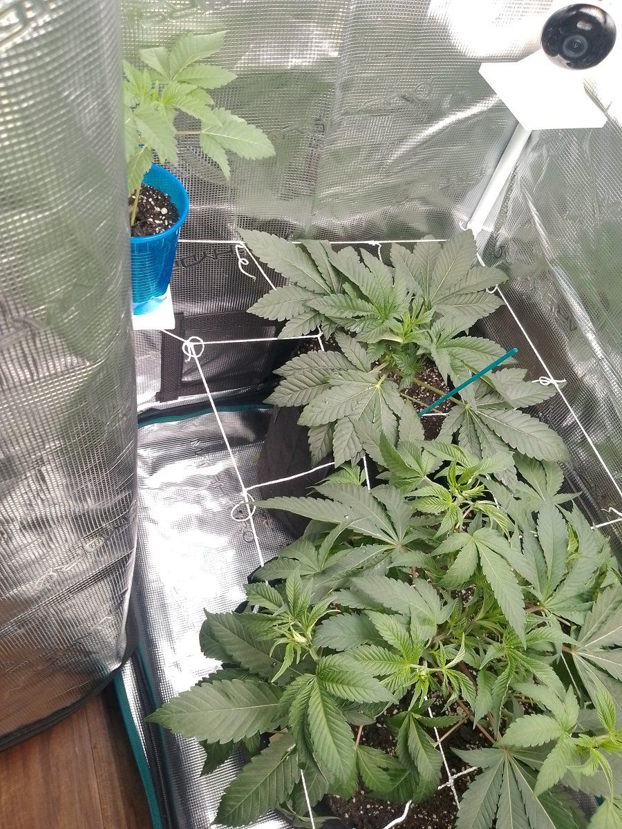 First time growing cannabis questions 4