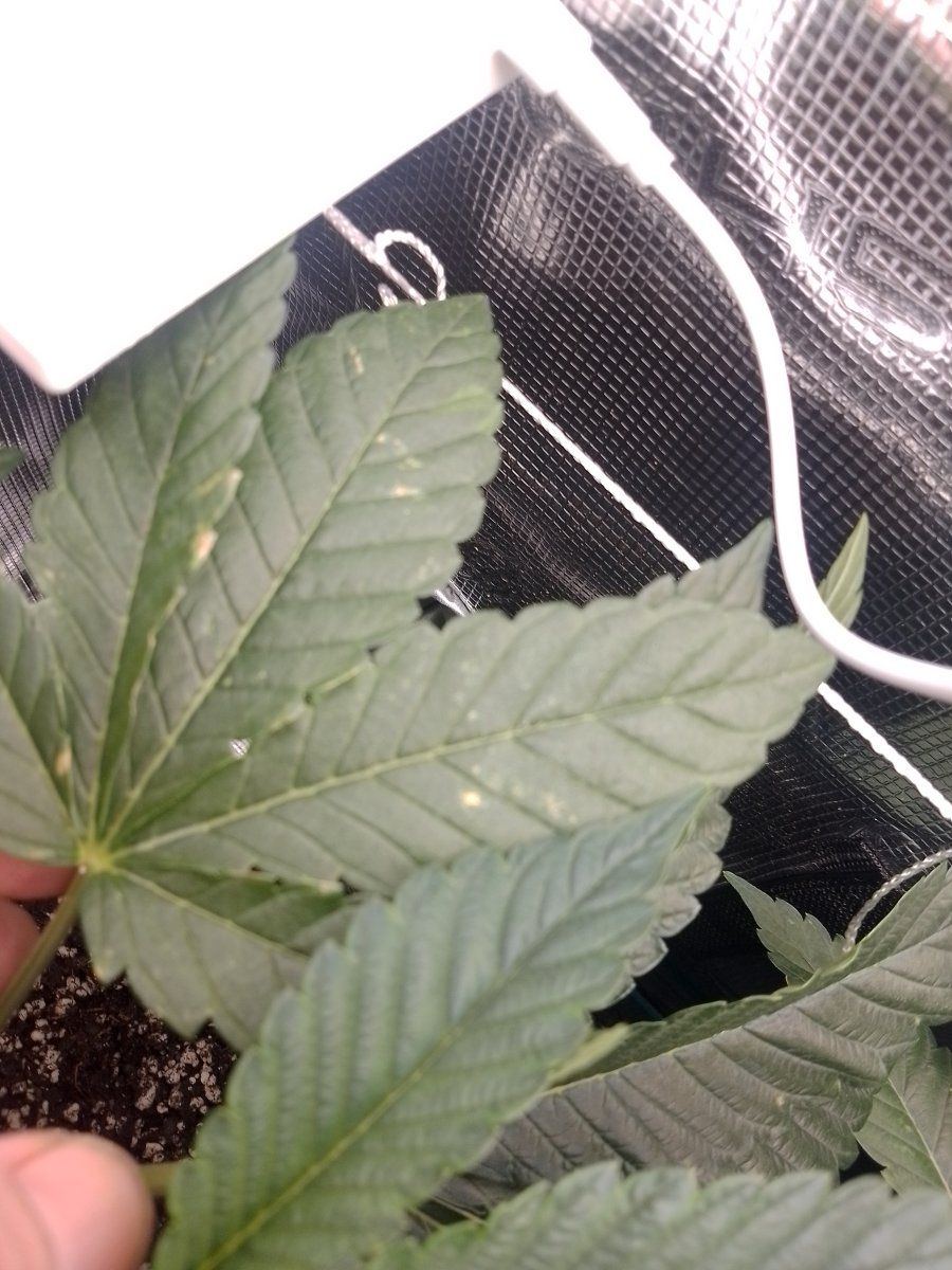First time growing cannabis questions