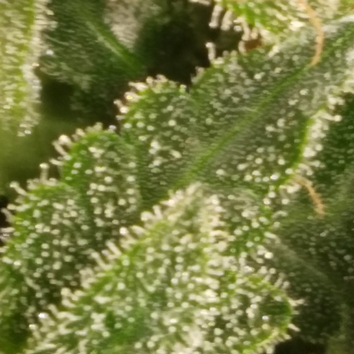 First time growing does this 3