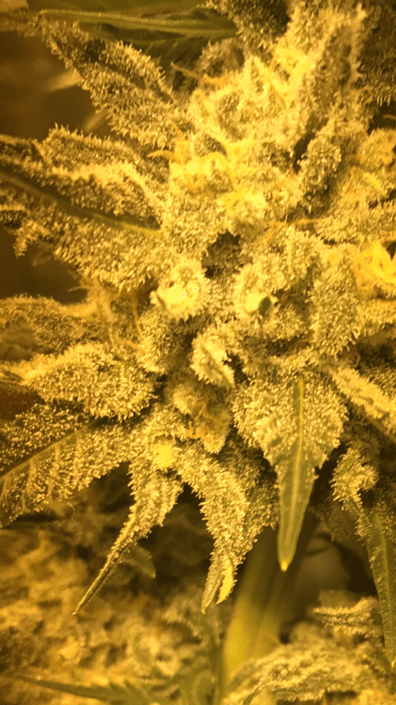 First time growing help with trichomes 7