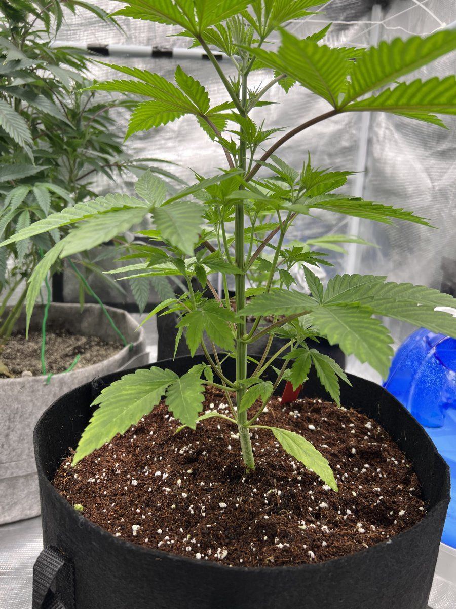 First time growing in coco coir 2