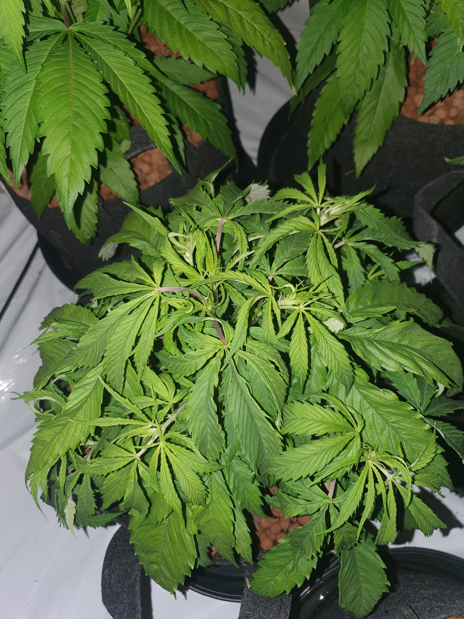 First time growing in coco