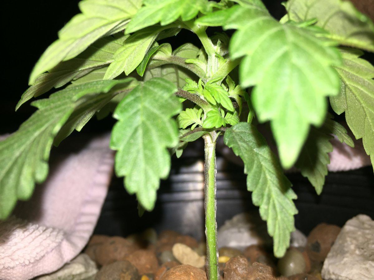 First time growing in dwcindoors should i be concerned with my leaves 2