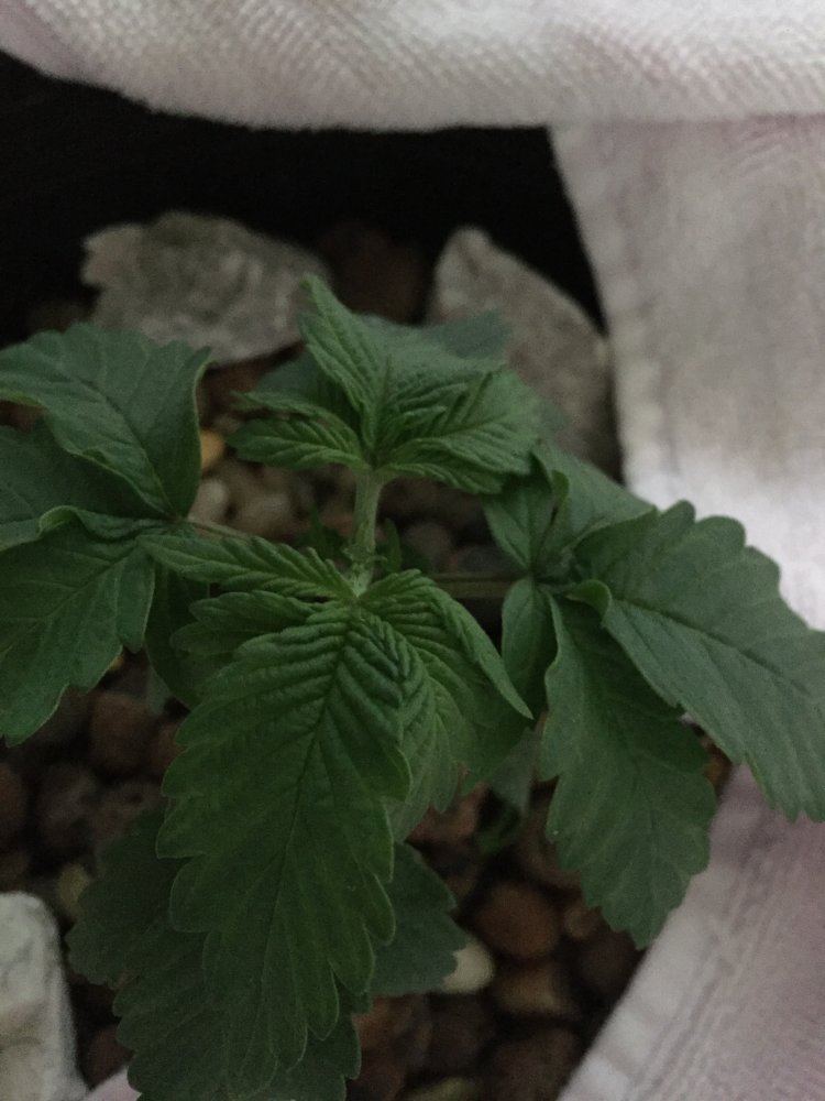 First time growing in dwcindoors should i be concerned with my leaves 3