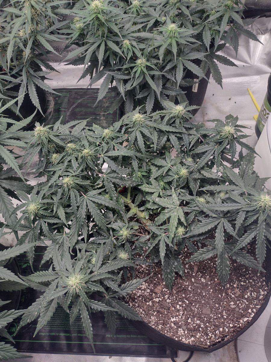 First time growing indoors have some questions 2