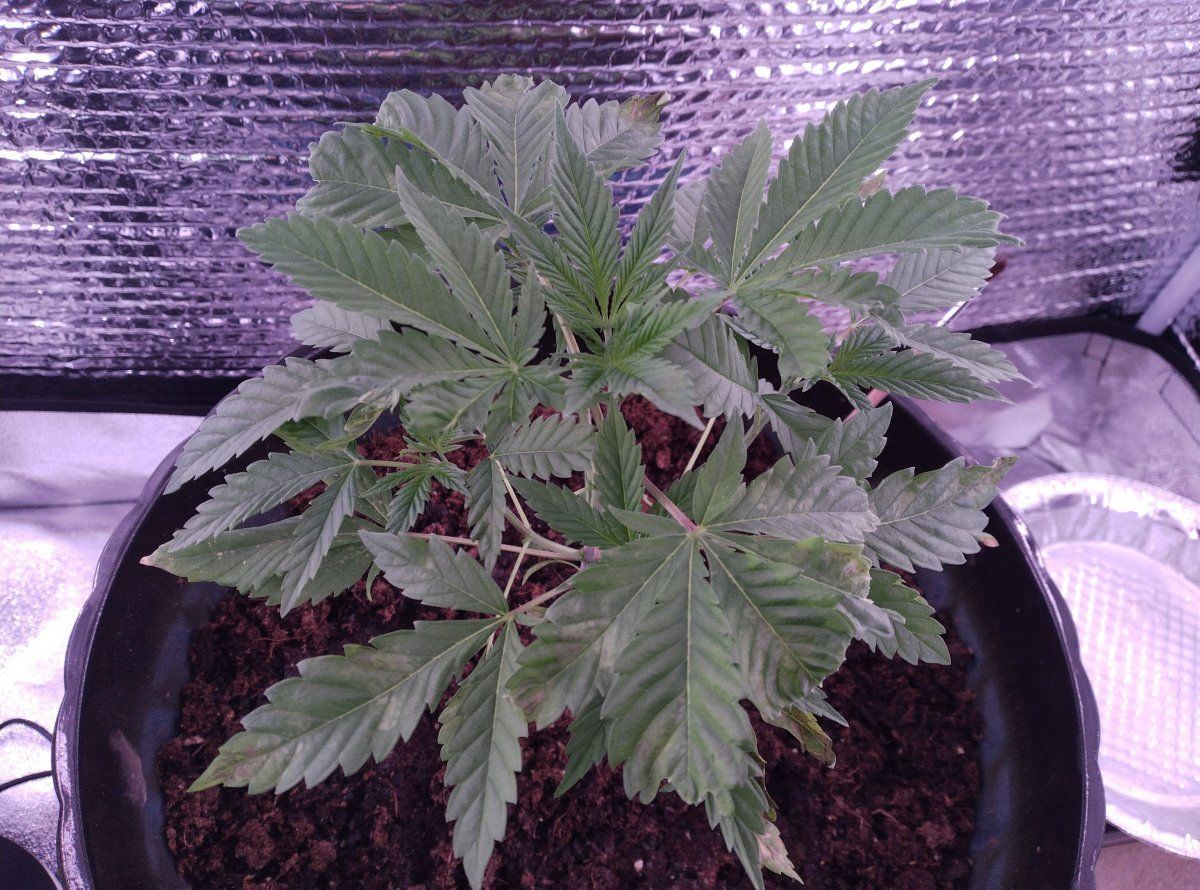 First time growing inside help please 3
