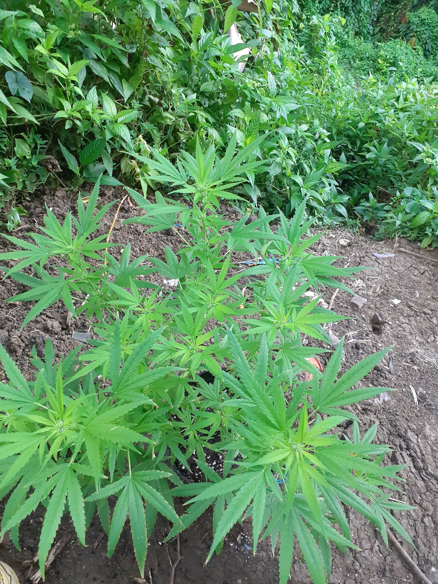 First time growing marijuana plant 2