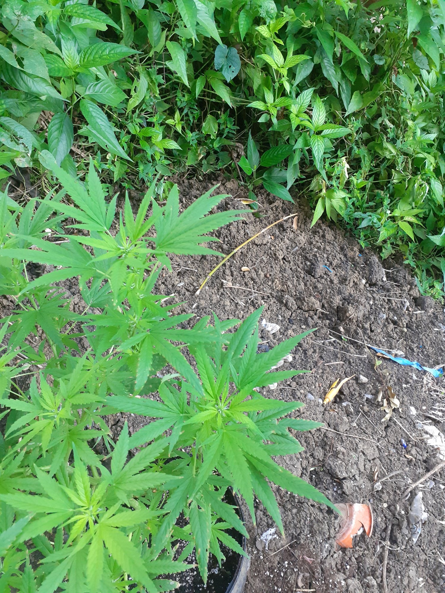 First time growing marijuana plant
