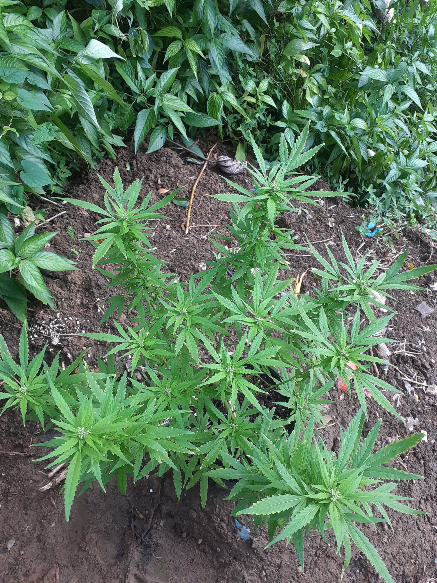First time growing marijuana what are your thoughts 5