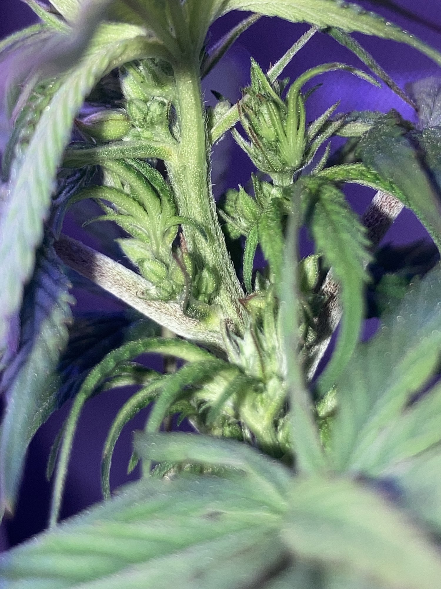 First time growing need clarity 2