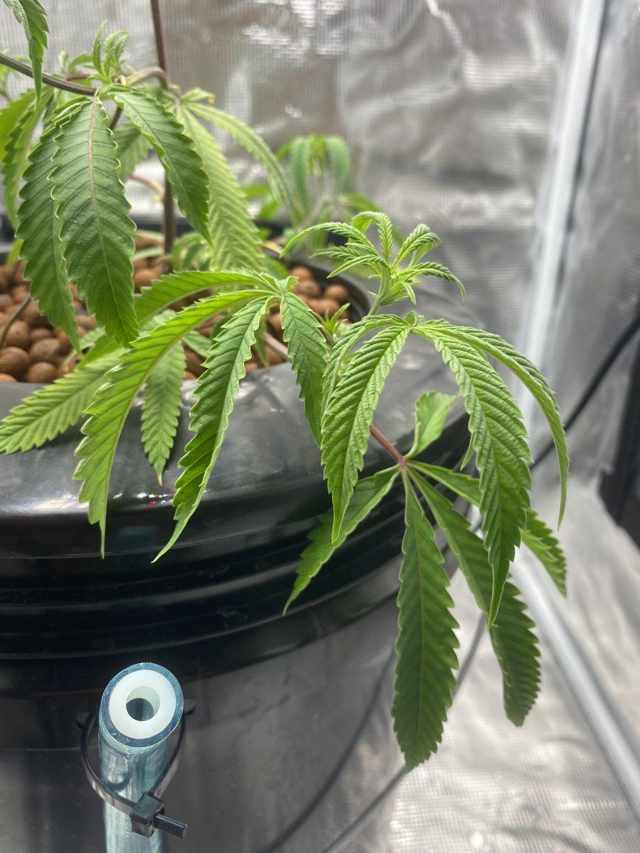 First time growing need help identifying this issue 2