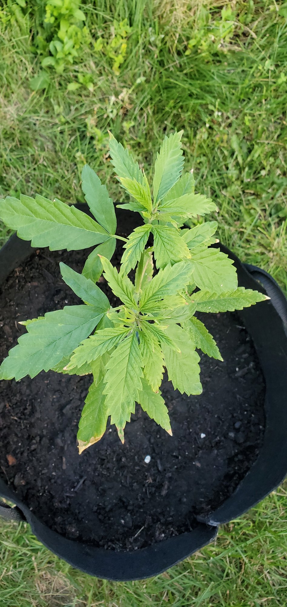 First time growing outdoor plants 3