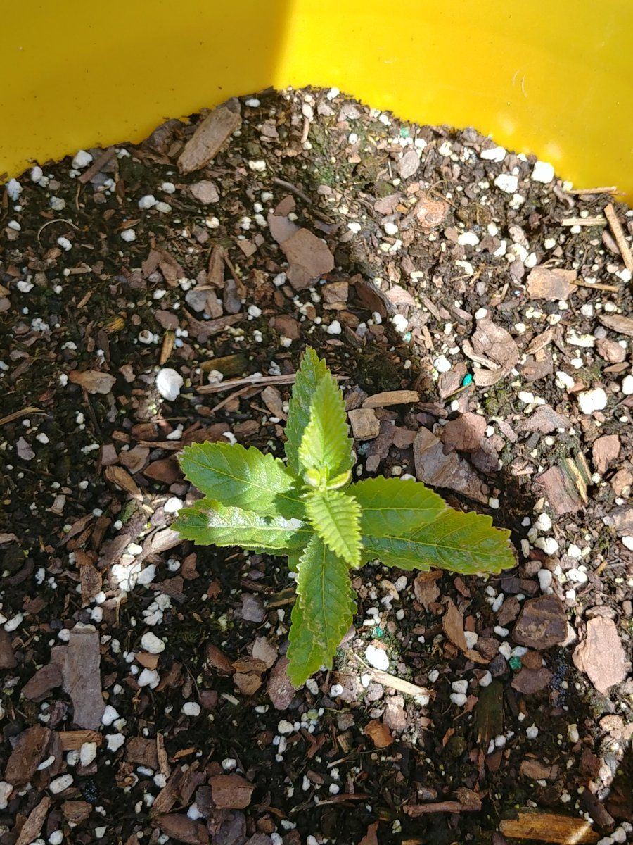 First time growing outdoors need help 12