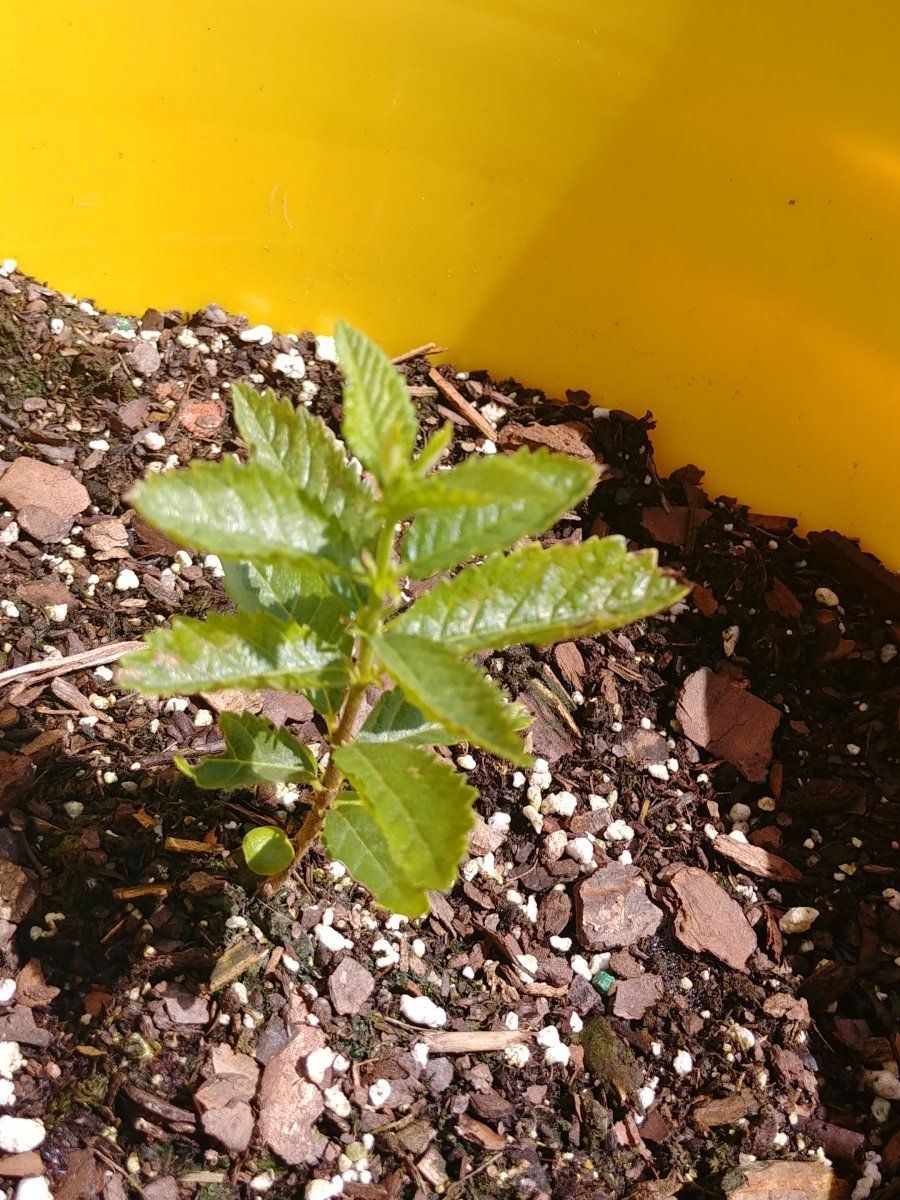 First time growing outdoors need help 13