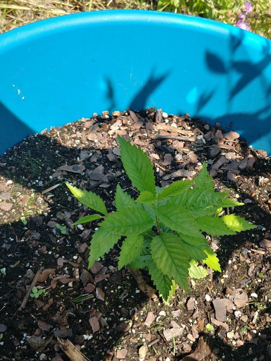 First time growing outdoors need help 5