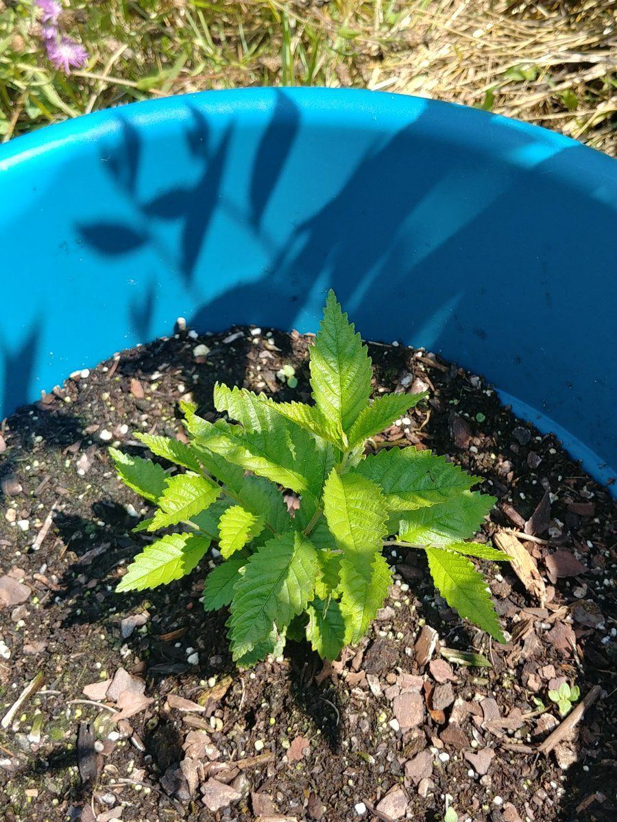 First time growing outdoors need help 7