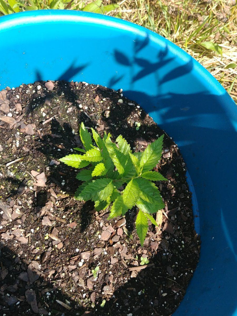 First time growing outdoors need help 8