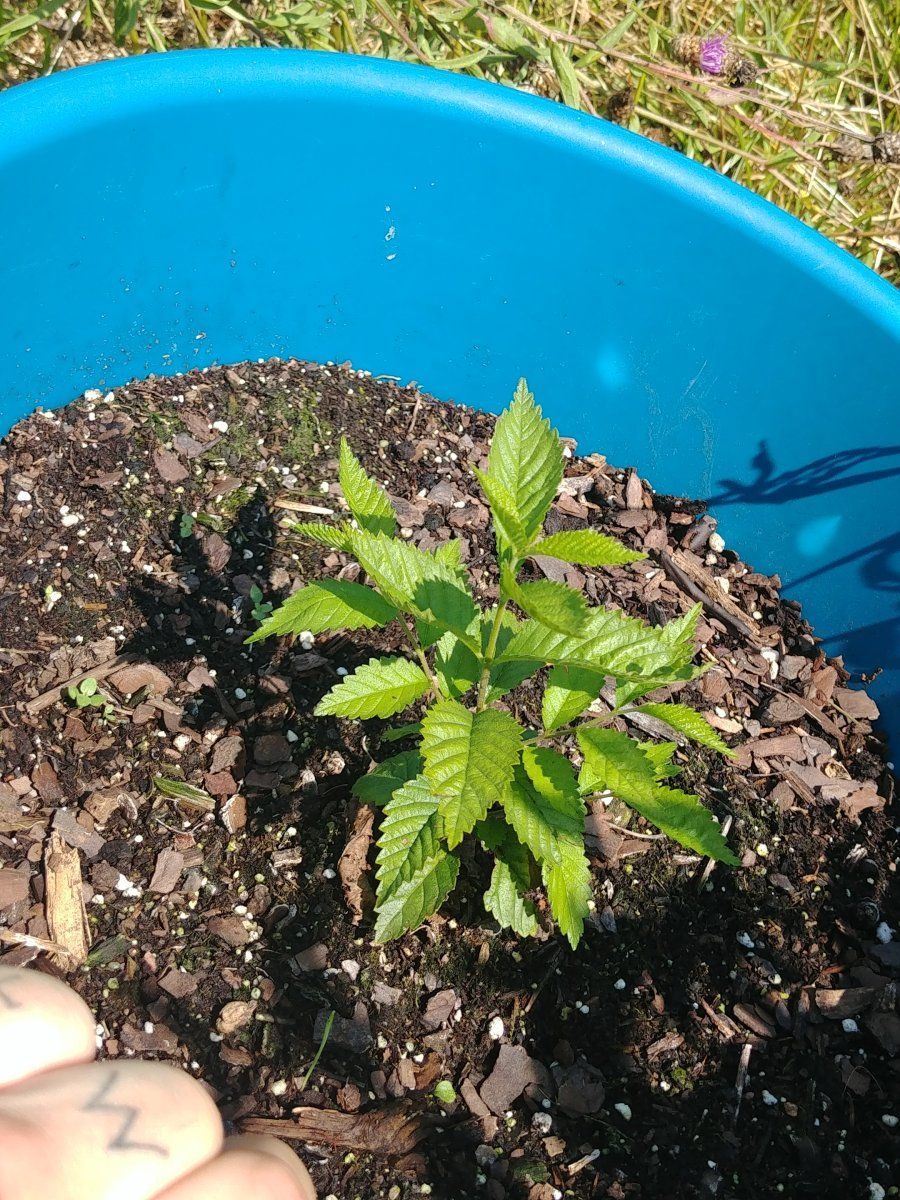 First time growing outdoors need help 9