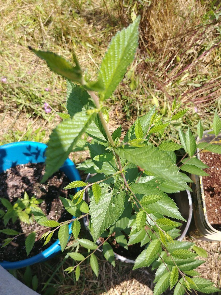 First time growing outdoors need help
