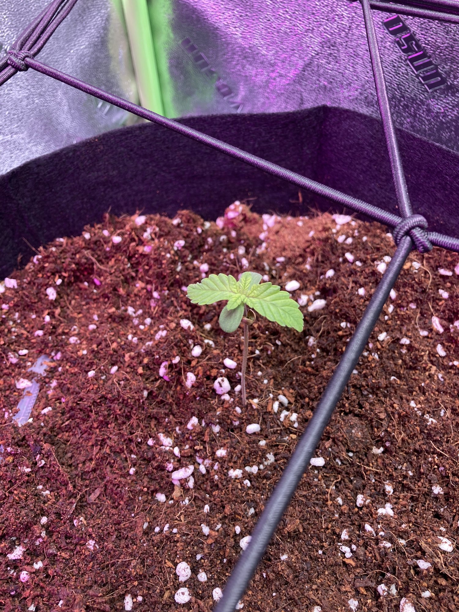 First time growing please help 2